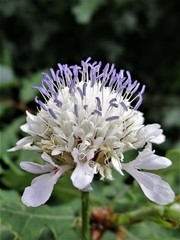 Cephalaria
