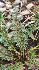 Pedicularis rostratocapitata