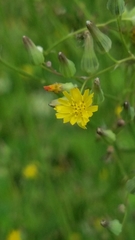 Lactucinae