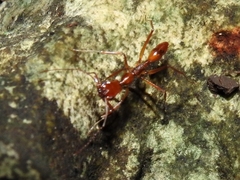 Anochetus