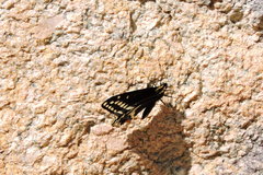 Papilio indra