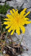 Hieracium pilosum