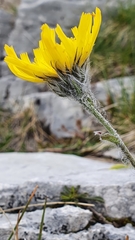 Hieracium pilosum