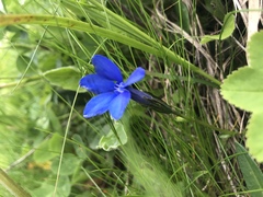 Gentiana bavarica bavarica