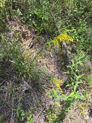 Solidago pinetorum