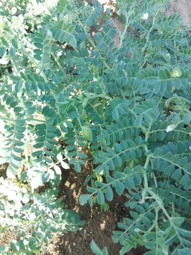 Chickpea