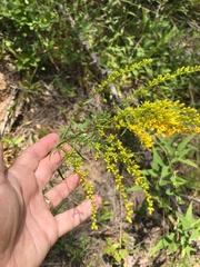 Solidago pinetorum