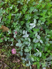 Erysiphe trifoliorum