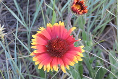Gaillardia × grandiflora