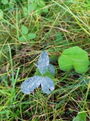 Erysiphe trifoliorum