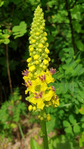 Dark Mullein