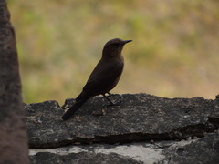 Oenanthe fusca