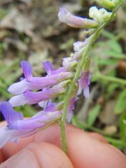 Vicia villosa villosa