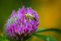 Closterotomus norwegicus