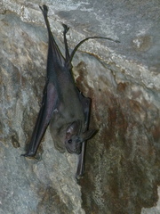 Rhinopoma hardwickii
