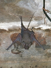 Rhinopoma hardwickii