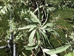Elaeagnus angustifolia