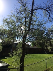 Elaeagnus angustifolia