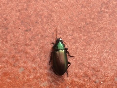 Notiobia cupripennis