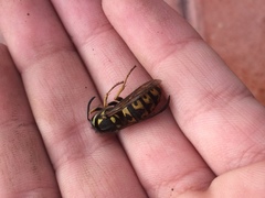 Vespula germanica