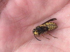 Vespula germanica