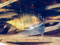 Lymnaea
