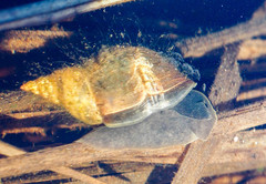 Lymnaea