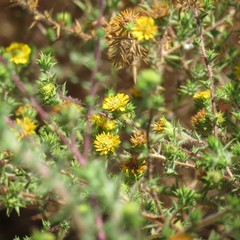 Centromadia parryi australis
