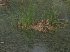 Dendrocygna javanica