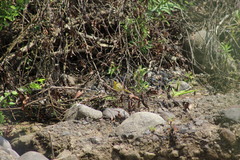 Geothlypis poliocephala