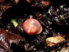 Helicina arenicola