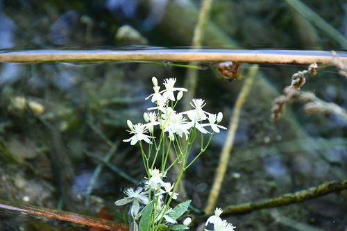 plamienok priamy (Clematis recta)