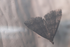 Phalaenostola larentioides