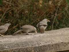 Argya striata