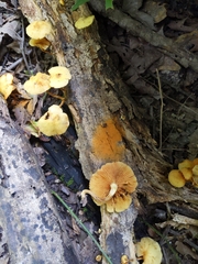 Gymnopilus lepidotus