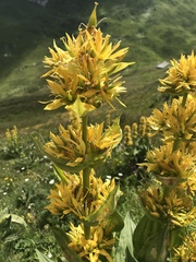 Gentiana lutea lutea