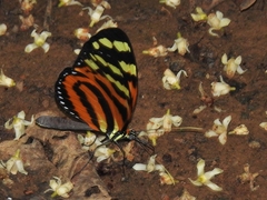 Melinaea lilis imitata