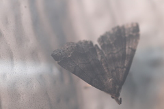 Phalaenostola larentioides