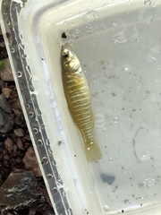 Fundulus diaphanus diaphanus