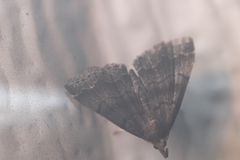 Phalaenostola larentioides