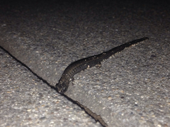 Batrachoseps gavilanensis