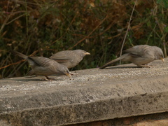Argya striata