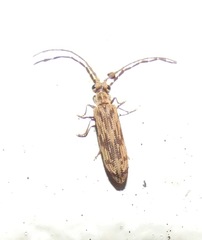 Tenomerga cinerea