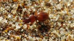 Akephorus marinus
