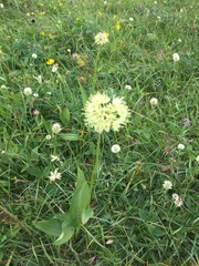 Allium victorialis
