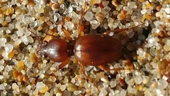 Akephorus marinus