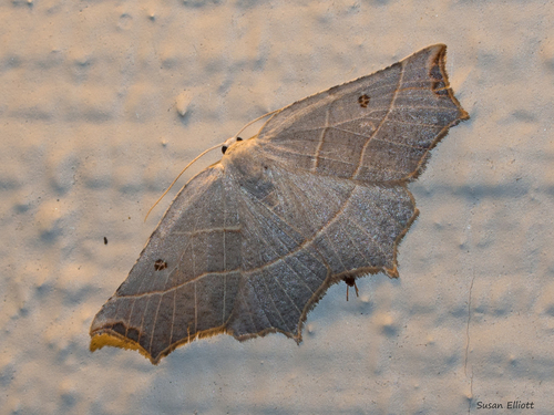 Pale Metanema Moth