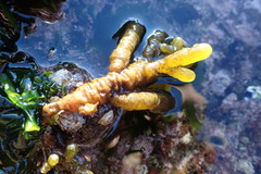 Splachnidium rugosum