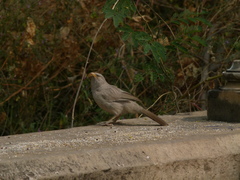 Argya striata
