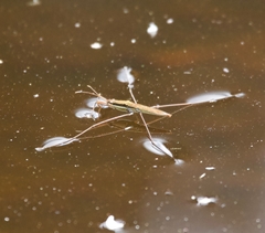 Limnoporus notabilis